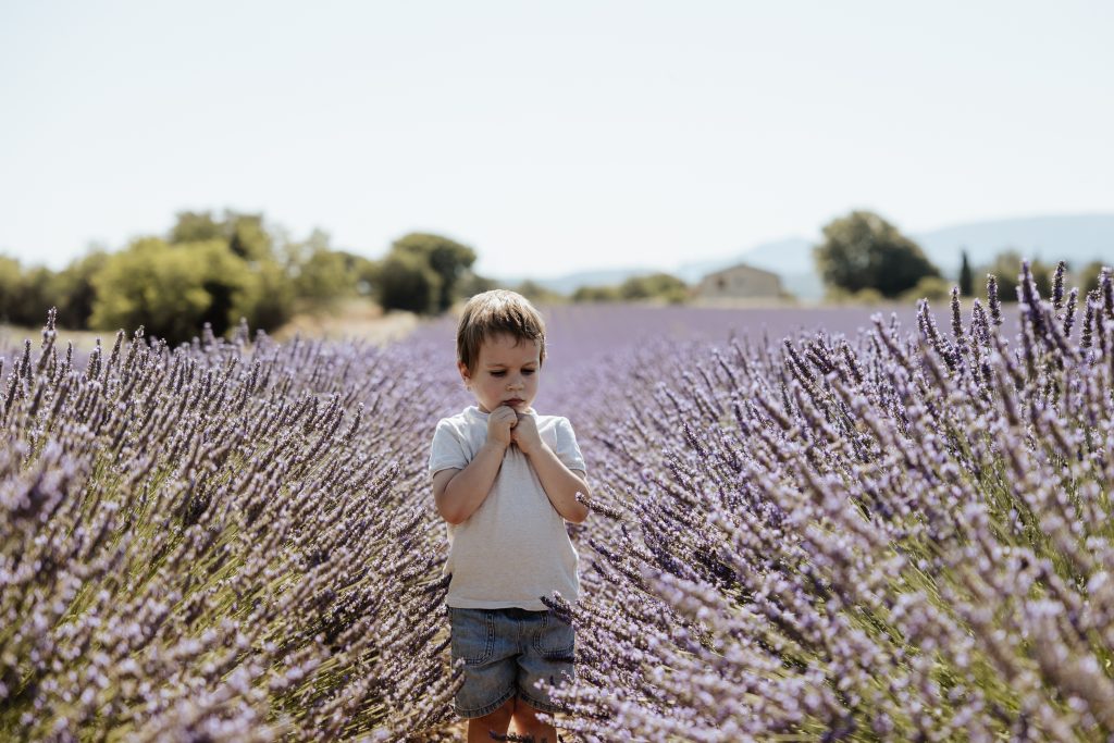 quand faire sa seance photo dans les lavandes